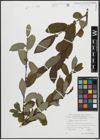 Foto von Salix appendiculata Vill.